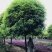 桂花价格成都桂花批发苗木报价成都桂花报价桂花基地