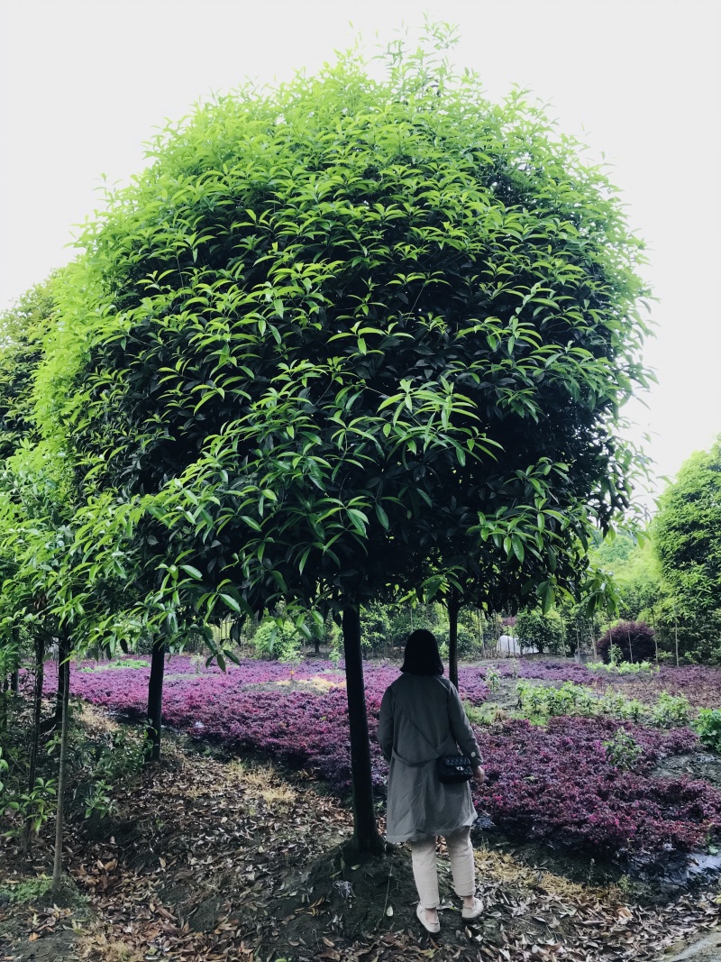 桂花价格成都桂花批发苗木报价成都桂花报价桂花基地