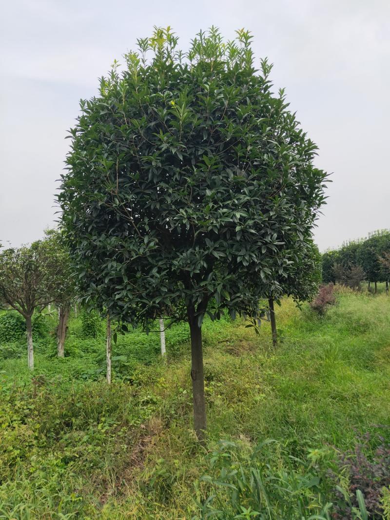 桂花价格成都桂花批发苗木报价成都桂花报价桂花基地