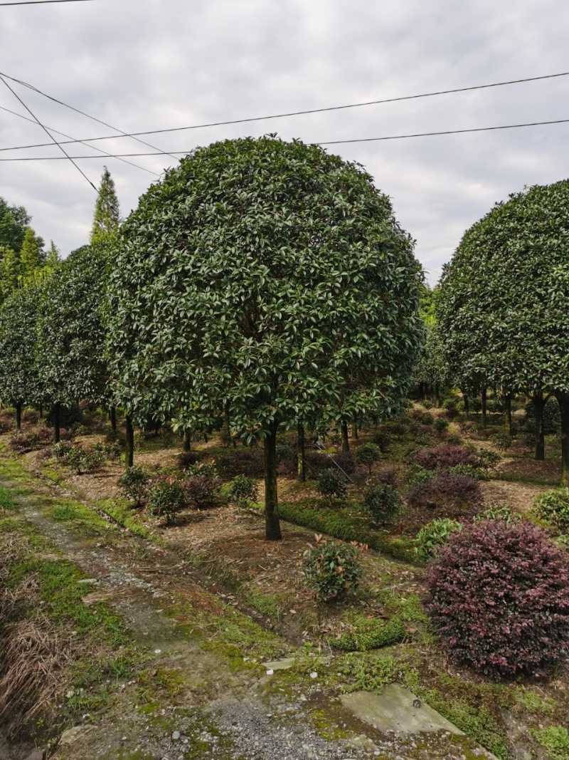 桂花价格成都桂花批发苗木报价成都桂花报价桂花基地