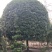 桂花价格成都桂花批发苗木报价成都桂花报价桂花基地