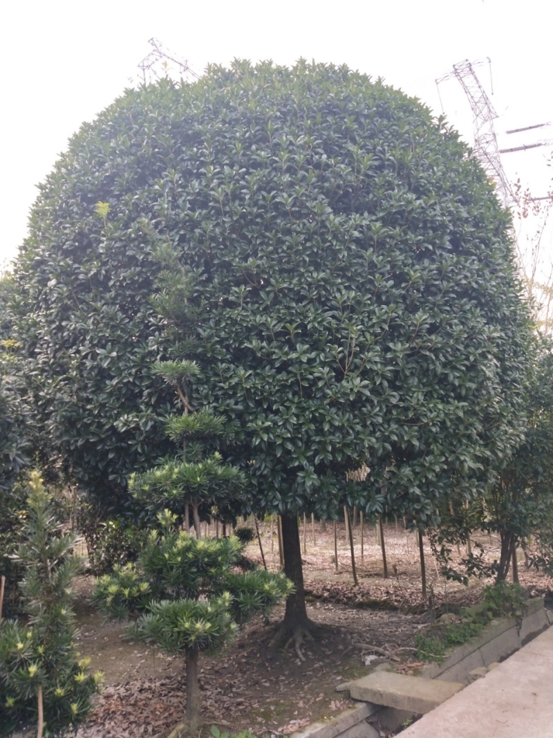 桂花价格成都桂花批发苗木报价成都桂花报价桂花基地