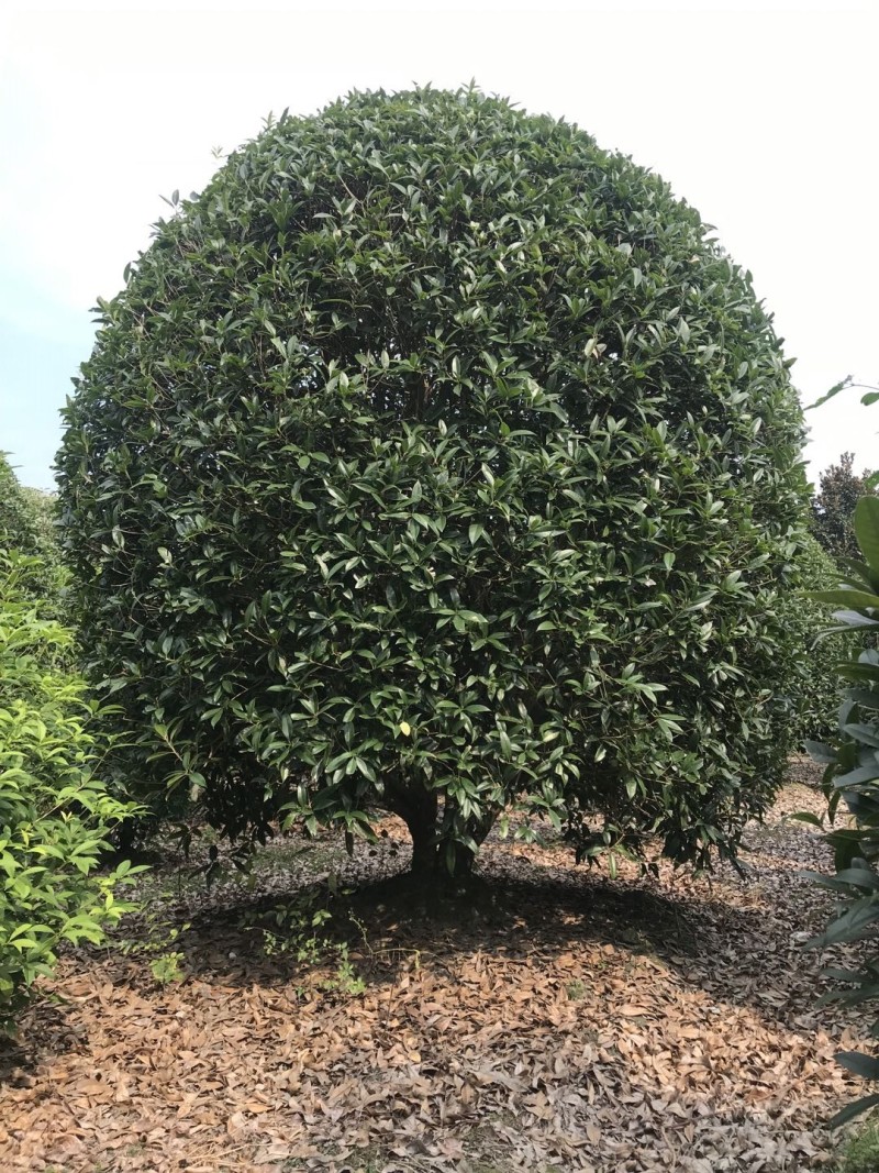 桂花价格成都桂花批发苗木报价成都桂花报价桂花基地