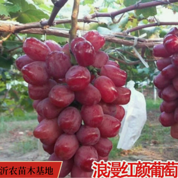 嫁接浪漫红颜葡萄苗浪漫红颜葡萄苗杜绝假苗保证品种纯正