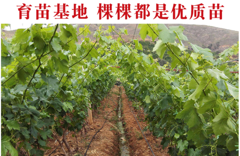 嫁接浪漫红颜葡萄苗浪漫红颜葡萄苗杜绝假苗保证品种纯正