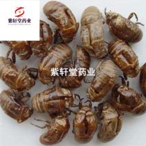 蝉蜕蝉蜕统货产地山东省地道药材蝉蜕壳紫轩堂药业