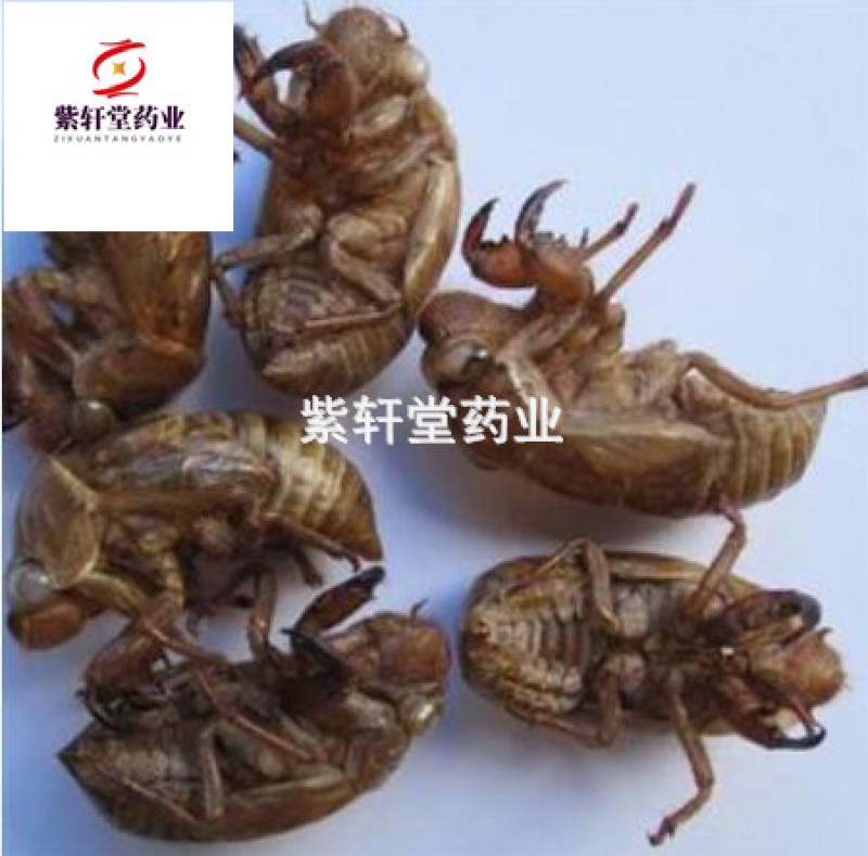 蝉蜕蝉蜕统货产地山东省地道药材蝉蜕壳紫轩堂药业