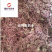 紫菀紫苑统货产地河北省地道药材紫轩堂药业