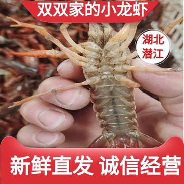 【推荐】潜江市新鲜小龙虾各种规格可对接商超餐饮批发全国