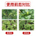 施美特枯草芽孢杆菌微生物菌剂农用