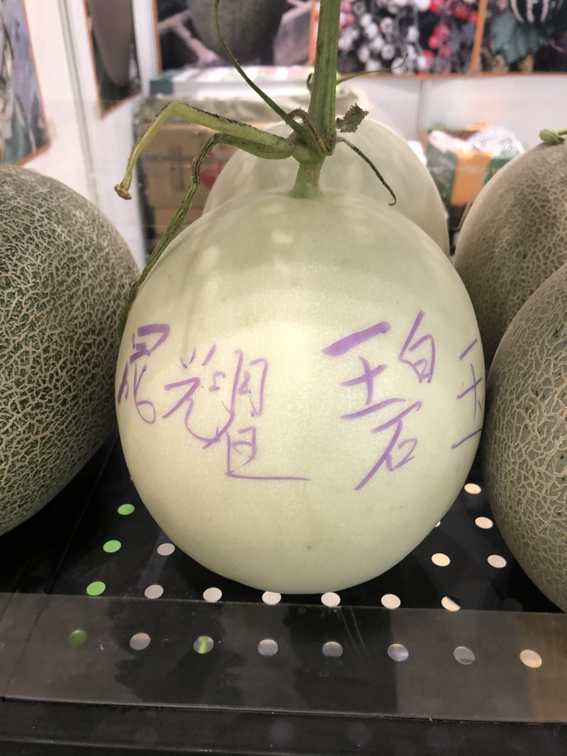晟耀碧玉大果正圆形玉菇种子冰淇淋甜瓜种子高产抗病