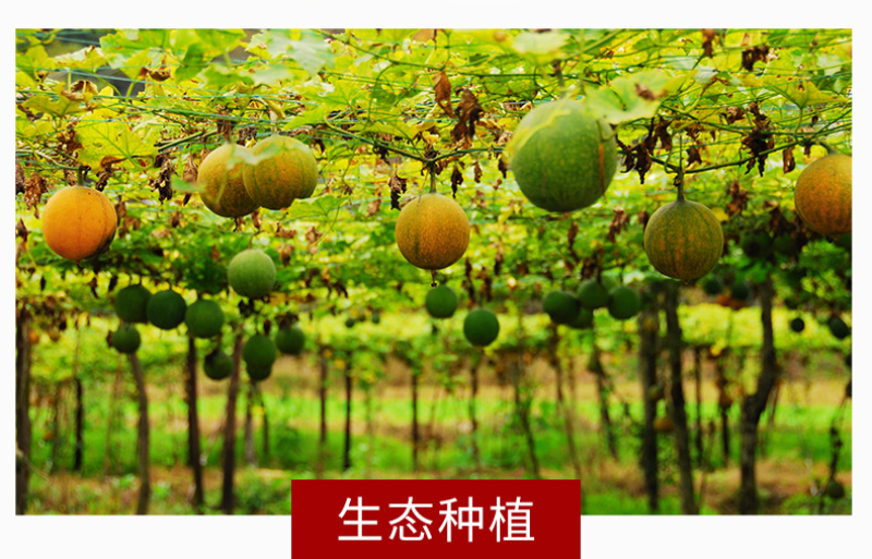 瓜蒌籽1斤装独立小包装散称瓜子批发零食小吃炒货原味椒盐