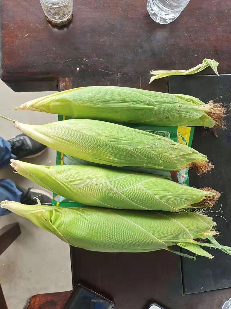 广西玉米大量上市，货多质量好，价格优惠，欢迎致电联系