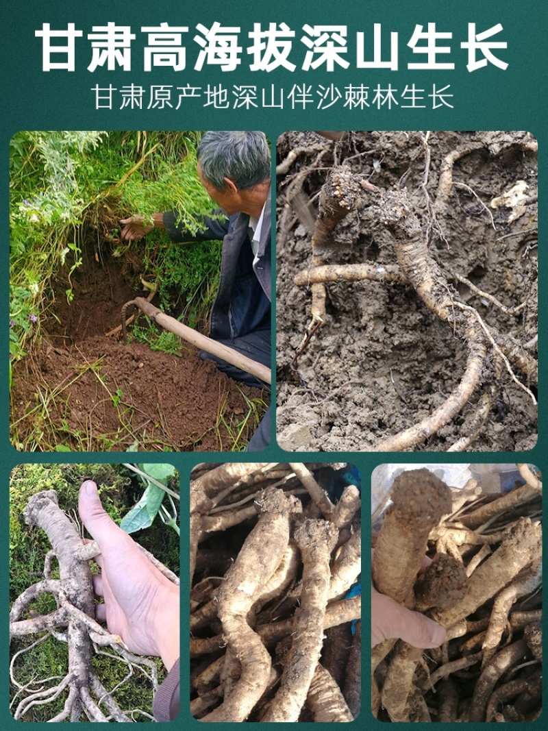 党参甘肃白条干中条统货农家自产自销批发单卖无硫熏非野生