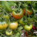 草莓西红柿，平度云山西红柿，产地直供，大中小果，量大从优