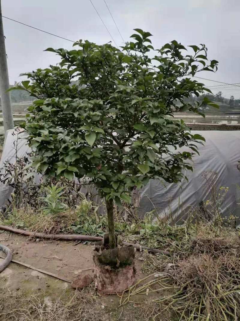 三角梅自有种植基地一手货源诚信经营量大从优欢迎咨询