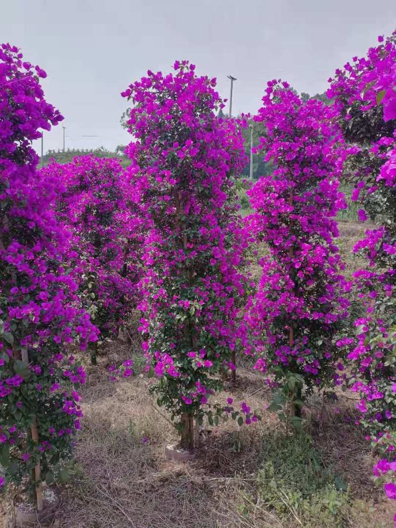 三角梅自有种植基地一手货源诚信经营量大从优欢迎咨询