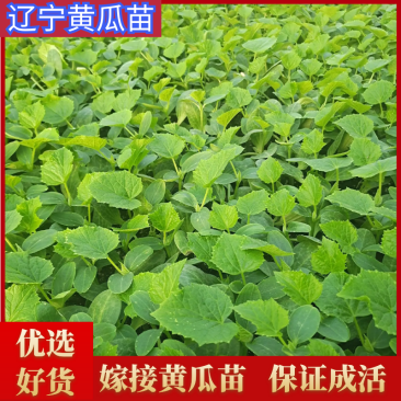 辽宁黄瓜苗油亮密刺产地直销代育嫁接成活率高