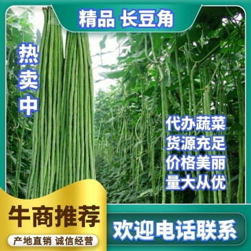 豆角，豇豆，长豆角产地直销商超电商加工厂发货全国