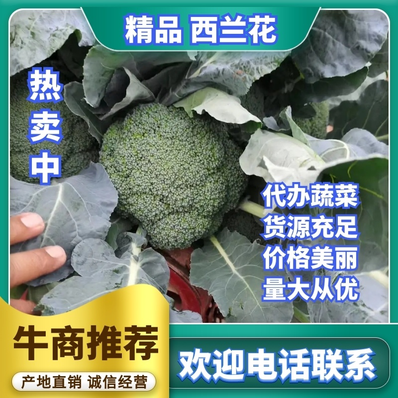 【推荐】西蓝花兰花河南西蓝花量大质优商超直供