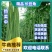 【荐】精品长豆角产地直销商超电商加工厂发货全国