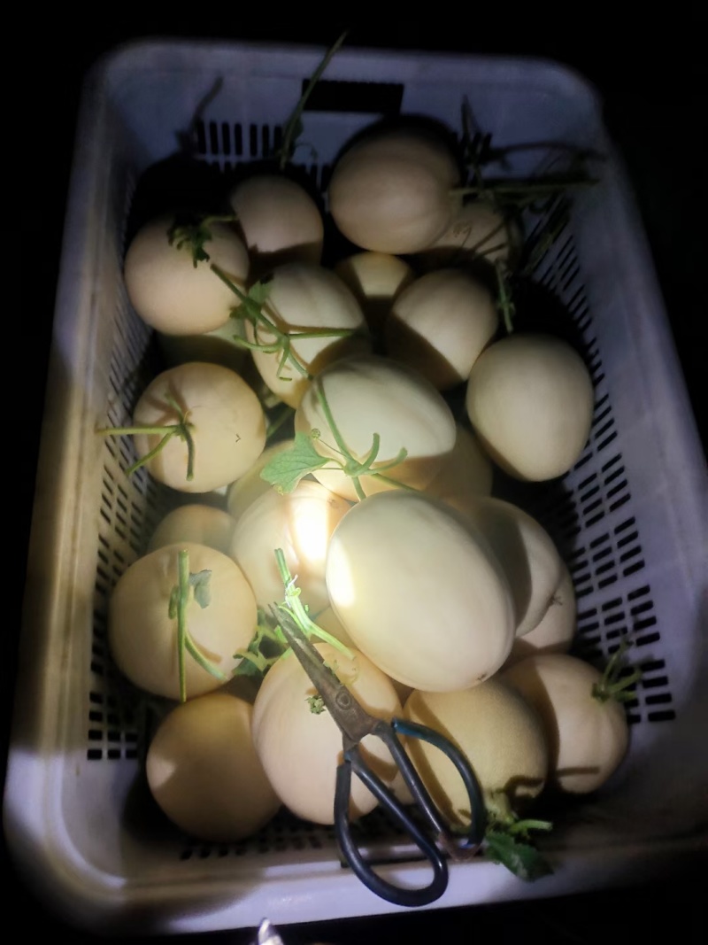 红肉脆梨甜瓜种子红金蜜，早熟/抗病厚皮甜瓜种子