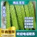 【推荐】苦瓜精品苦瓜优质货源产地直销商超直供