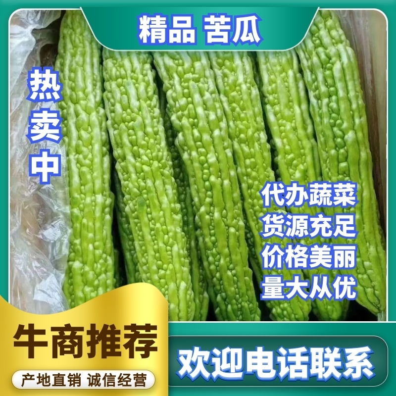【推荐】苦瓜精品苦瓜优质货源产地直销商超直供
