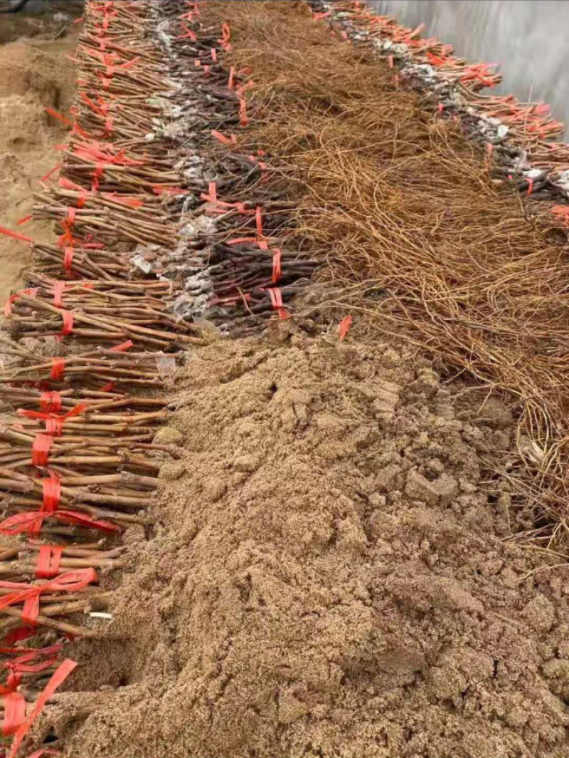 嫁接浪漫红颜葡萄苗浪漫红颜葡萄苗杜绝假苗保证品种纯正