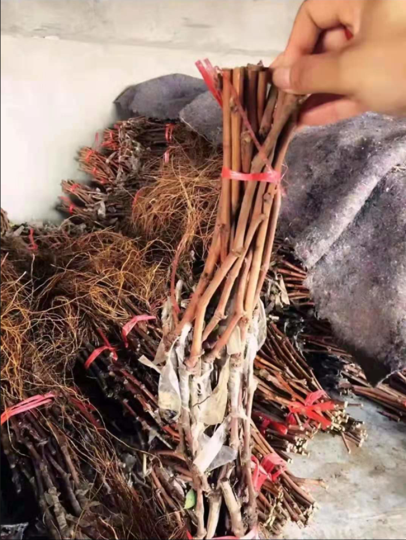 嫁接浪漫红颜葡萄苗浪漫红颜葡萄苗杜绝假苗保证品种纯正