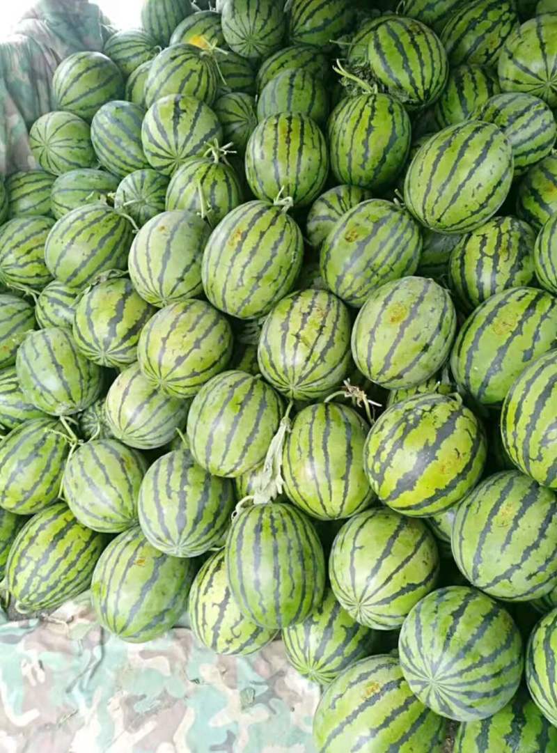 美都【精品西瓜】河南8424西瓜代发全国欢迎咨询