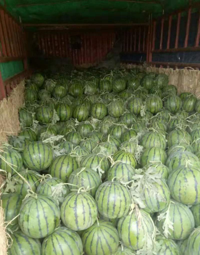 美都【精品西瓜】河南8424西瓜代发全国欢迎咨询