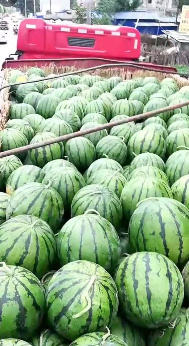 美都【精品西瓜】河南8424西瓜代发全国欢迎咨询