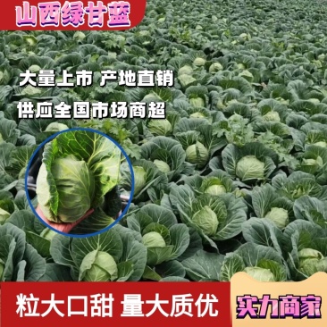 精品山西甘蓝绿甘蓝个头均匀2斤左右货发全国商超市场