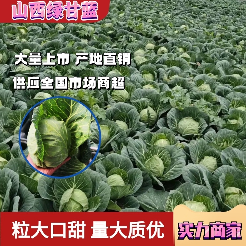 精品山西甘蓝绿甘蓝个头均匀2斤左右货发全国商超市场