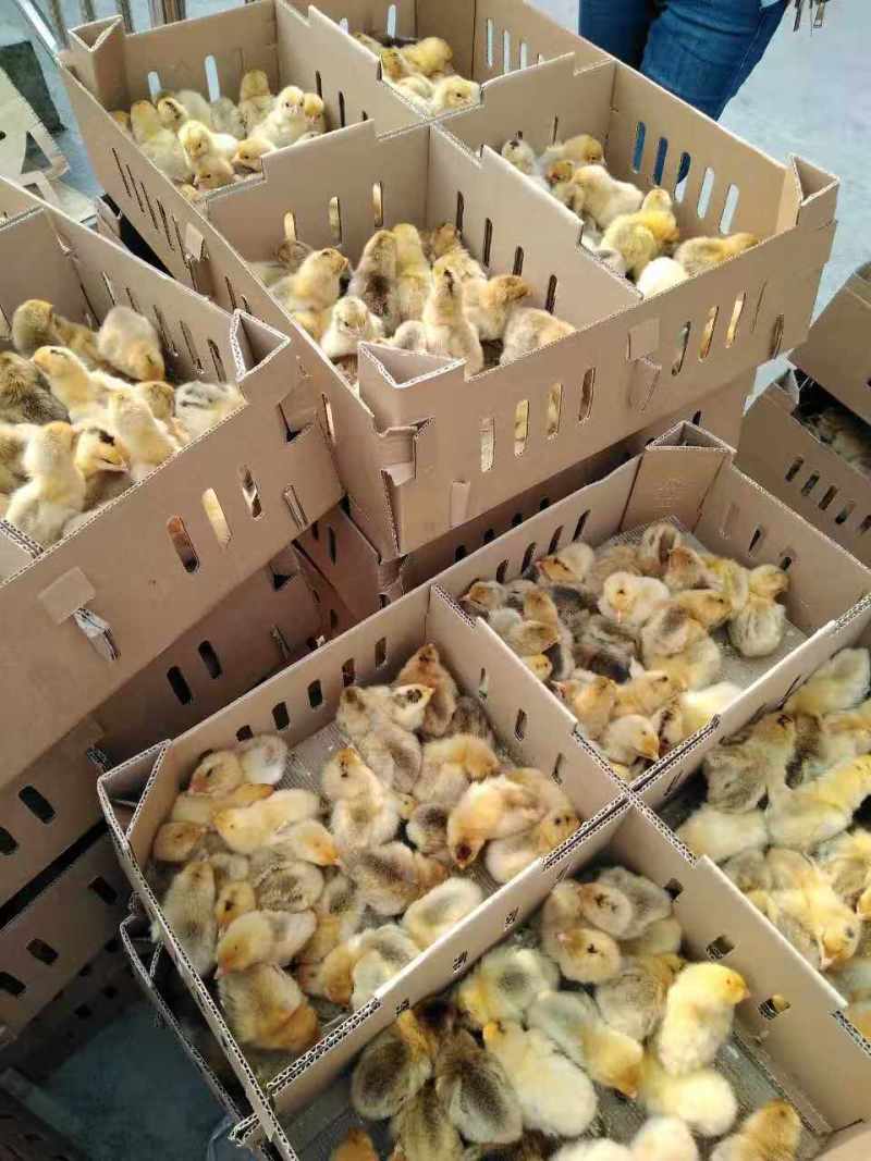 丰都青脚红羽土鸡苗，社坛散养香鸡苗供应
