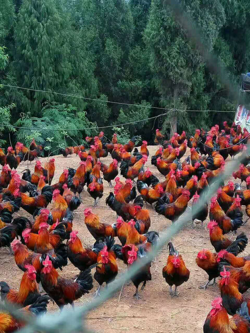 丰都青脚红羽土鸡苗，社坛散养香鸡苗供应