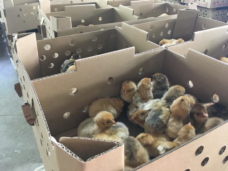 丰都青脚红羽土鸡苗，社坛散养香鸡苗供应
