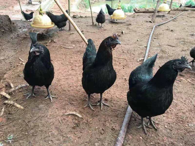 丰都青脚红羽土鸡苗，社坛散养香鸡苗供应