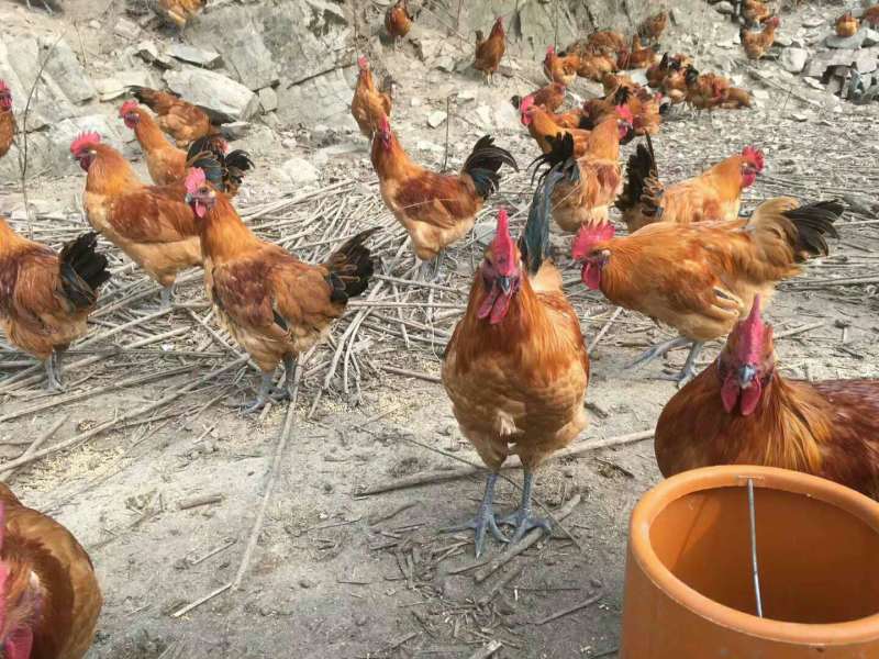 丰都黑红羽香鸡苗供应保合乡本地果园散养鸡苗市场