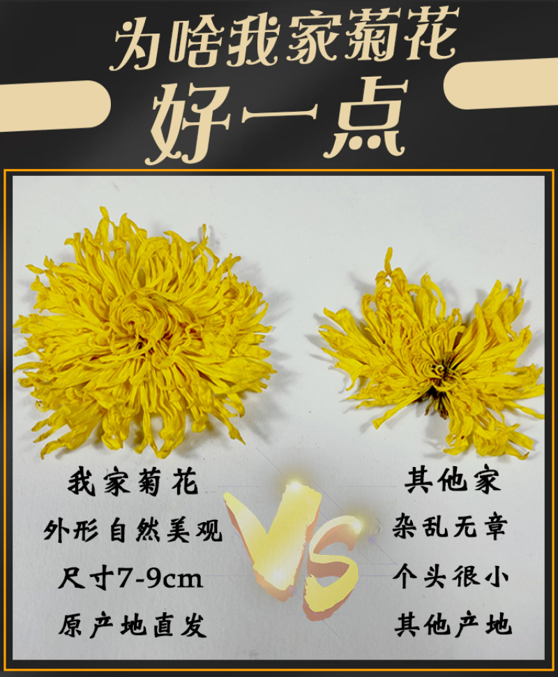 江西金丝皇菊特级大朵菊花茶一朵一杯皇菊清热去火