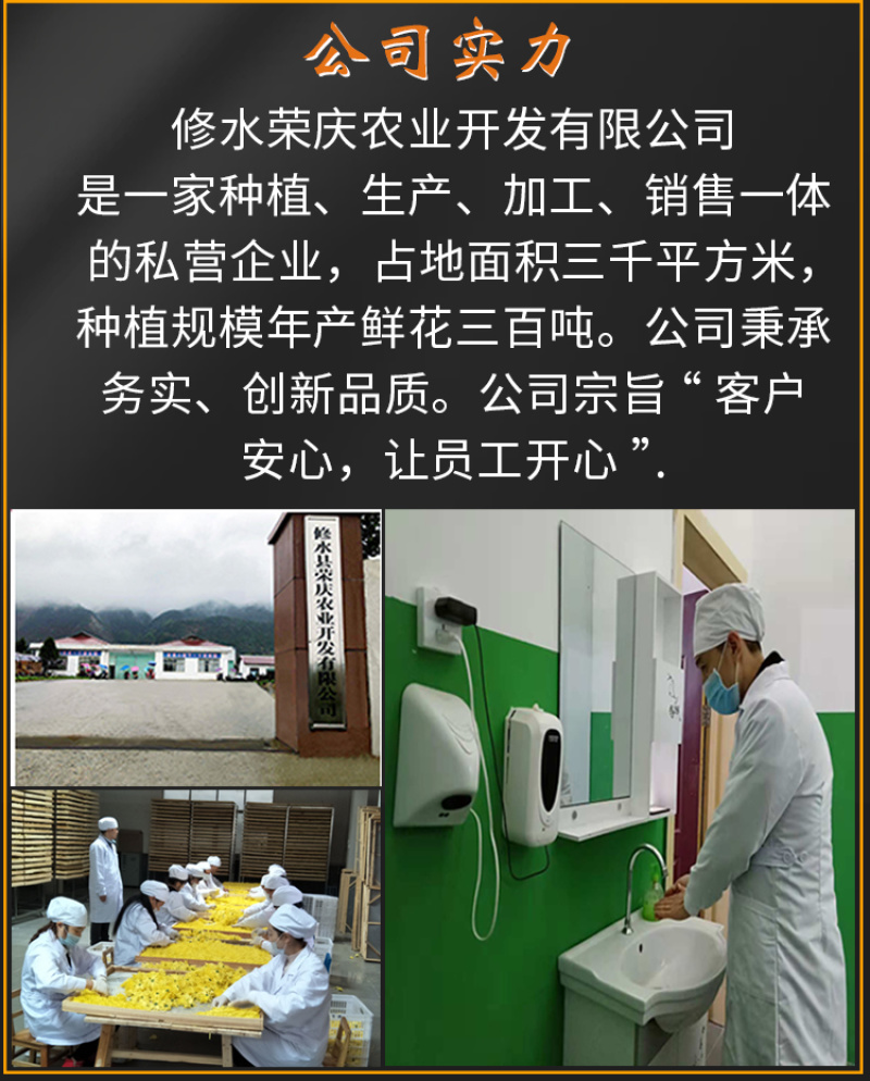江西金丝皇菊特级大朵菊花茶一朵一杯皇菊清热去火