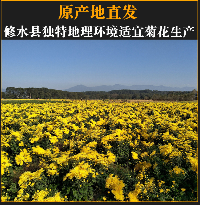 江西金丝皇菊特级大朵菊花茶一朵一杯皇菊清热去火
