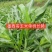 进口墨西哥玉米草种子宽叶四季高产种子养牛饲料耐旱贫瘠牧草