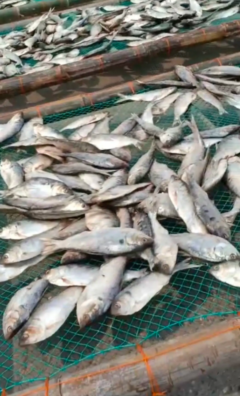 海鲫鱼次鱼咸鱼干没有破肚干度好产地直销可视频看货