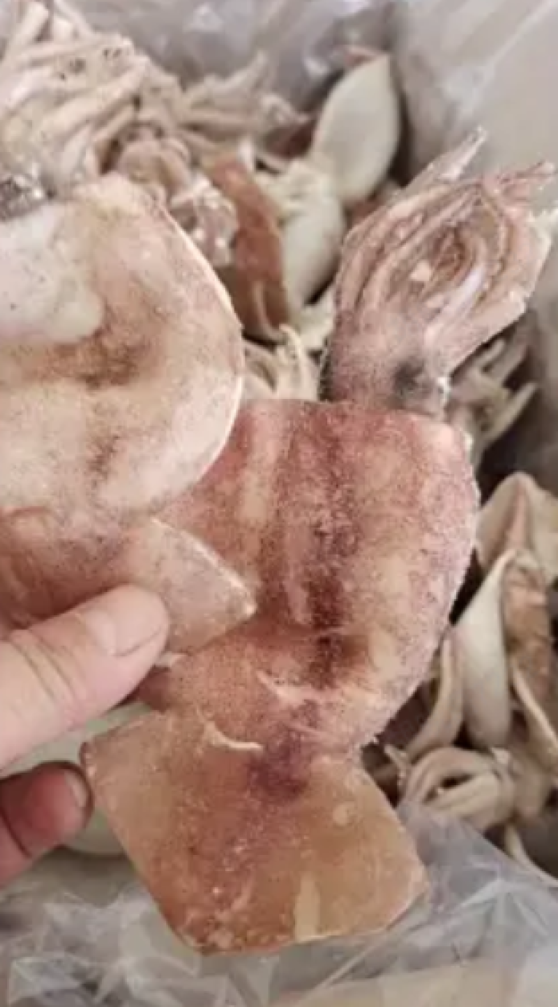 鱿鱼鲜冻品，辣炒做汤涮火锅烧烤专用厂家直销一手货源