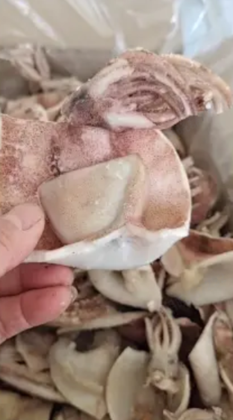 鱿鱼鲜冻品，辣炒做汤涮火锅烧烤专用厂家直销一手货源