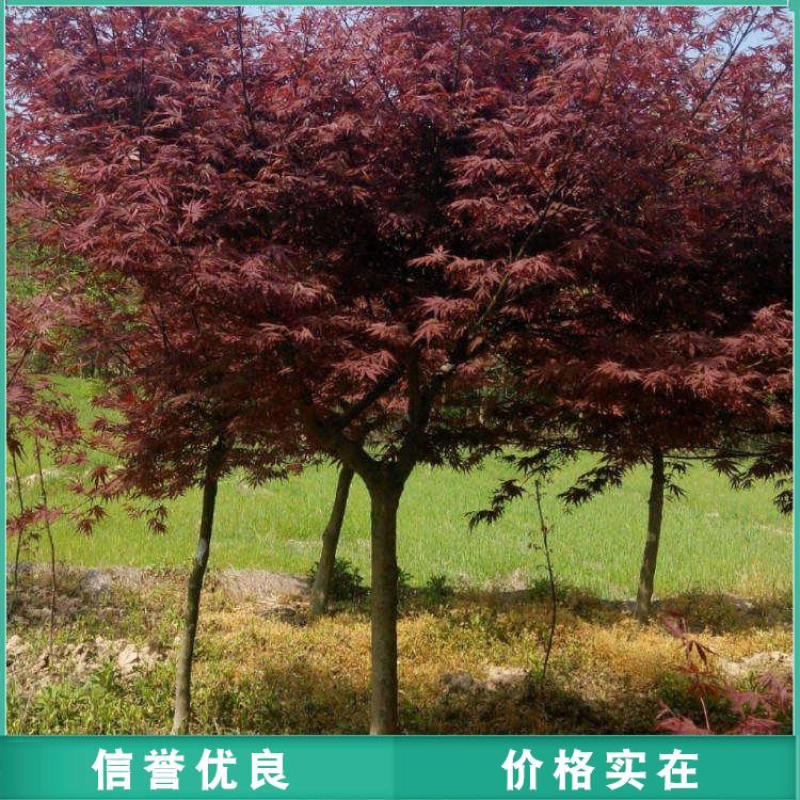 美国红枫秋火焰红点红枫红冠红枫基地直销彩叶树种