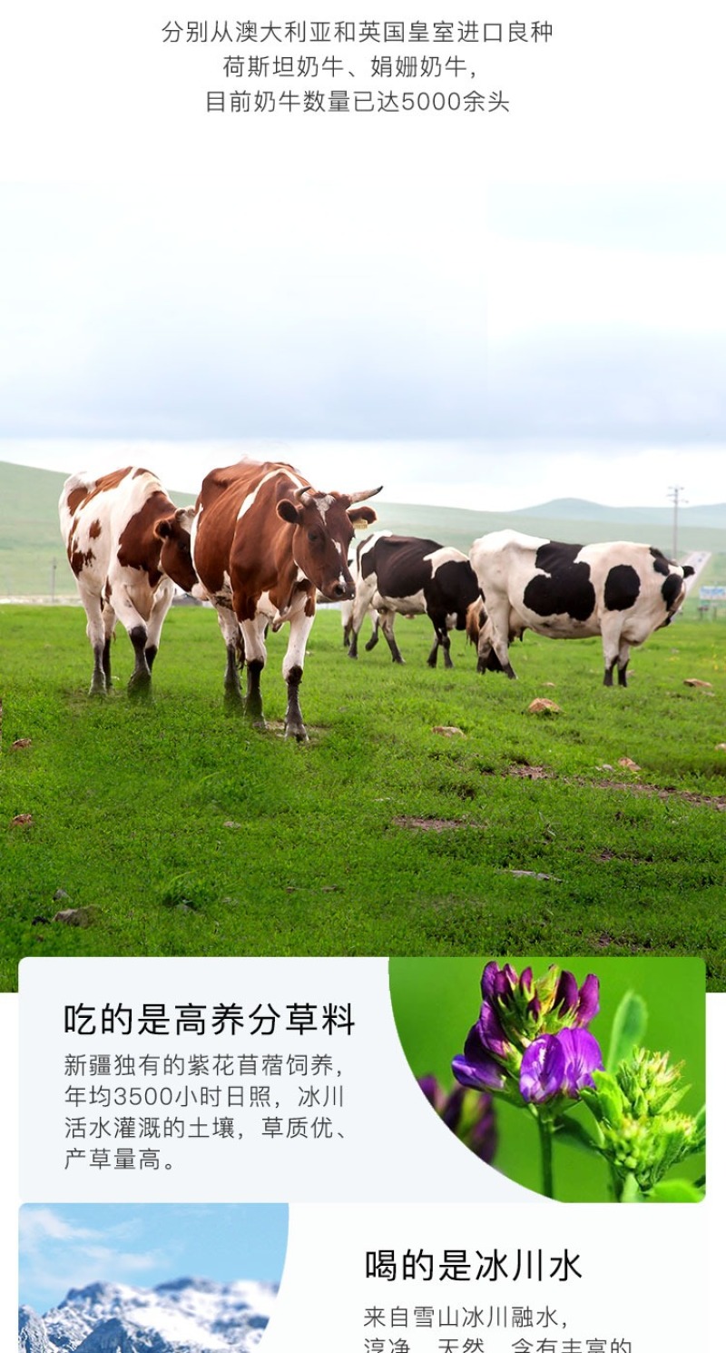 新疆直发包邮~兵团兵牧纯牛奶，全脂牛奶