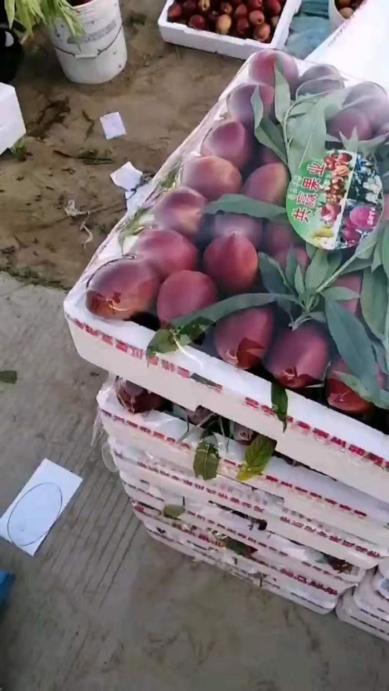 【推荐】山东万亩油桃产地直发量大从优欢迎来电咨询！